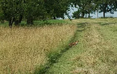 Baden Württemberg Reutlingen Sondelfingen Ffh Mähwiesen Bergäcker Halden 6