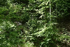 Baden Württemberg, Uhingen, Nsg 1116 Bärentobel 07