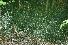 Baden Württemberg, Uhingen, Nsg 1116 Bärentobel 08