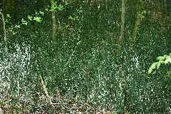 Baden Württemberg, Uhingen, Nsg 1116 Bärentobel 09