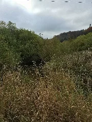 Bära Galgenwiesen 01