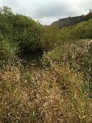Bära Galgenwiesen 02