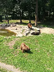 Bären Wildpark Knüll3