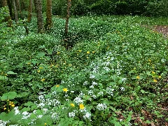 Bärlauch Am Bach 1