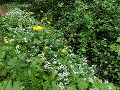 Bärlauch Am Bach 2