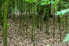 Bäume Im Wald Wienertzpesch, Nsg Tantelbruch 0610