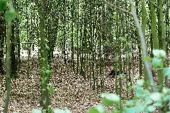 Bäume Im Wald Wienertzpesch, Nsg Tantelbruch 0612