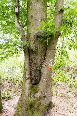 Bäume Im Wald Wienertzpesch, Nsg Tantelbruch 0613