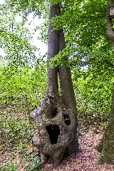 Bäume Im Wald Wienertzpesch, Nsg Tantelbruch 0616