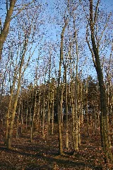 Bäume Panoramio