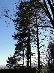 Bäume Panoramio (3)