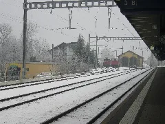 Bahnhoffrauenfeldii