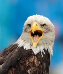 Bald Eagle Fuerstenfeldbruck 2014