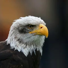 Bald Eagle Head Sq
