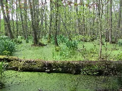 Bansin Moorgebiet Am Radwanderweg 2012 07 04 212