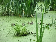 Bansin Moorgebiet Am Radwanderweg Entenfamilie 2012 07 04 213