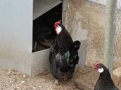 Bantam Hahn