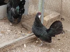Bantam Henne