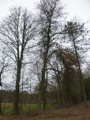 Bar Nd 136 03, Sumpf Eiche, Lobetal, Weg Zur Blechschmidt Wiese