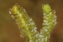Barbilophozia Lycopodioides (B, 113706 471213) 6255