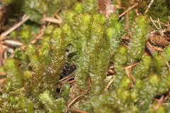 Barbilophozia Lycopodioides (B, 113706 471213) 6257