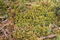 Barbilophozia Lycopodioides (B, 113706 471213) 6259