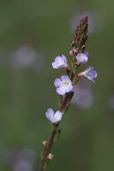 Bardonnex 0008 (12767189104)