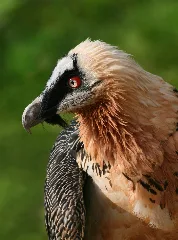 Bartgeier Gypaetus Barbatus Closeup1 Richard Bartz