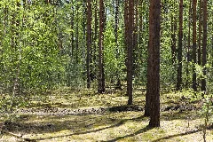 Baruther Urstromtal Und Luckenwalder Heide 2021 05 09 88