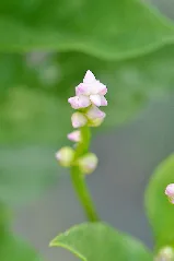 Basella Alba 001