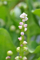 Basella Alba 002