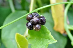 Basella Alba 003