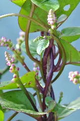 Basella Alba Rubra 002