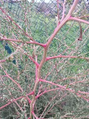 Bassia Scoparia Subsp. Densiflora Sl 12
