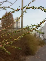 Bassia Scoparia Subsp. Densiflora Sl 13