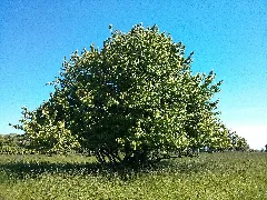 Baum