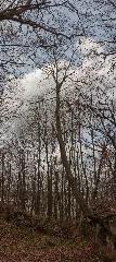 Baum Am Abgrund Im Felsenmeer Hemer