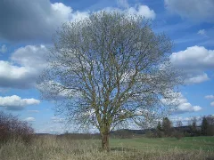 Baum Bei Diedorf Geo.hlipp.de 9721