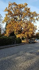 Baum Im Herbst