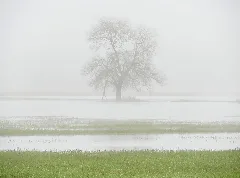 Baum In Der Bliesaue Bei Bierbach