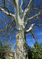 Baum In Großpösna. Landkreis Leipzig In Sachsen 2H1A3475Wi