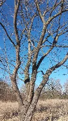 Baum In Mesekenhagen 20190224