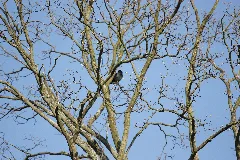 Baum Panoramio