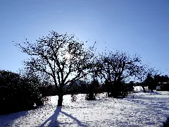 Baum Und Sonne Panoramio