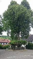 Baum Untermünkhein