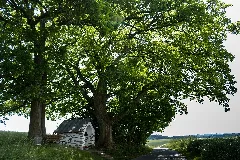 Baumgruppe Am Saynecker Weg