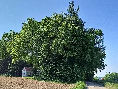 Baumgruppe Mit Gebüsch, Thierhaupten