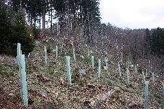 Baumpflanzaktion Bergwaldprojekt Werdohl 2015 2