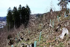 Baumpflanzaktion Bergwaldprojekt Werdohl 2015 4