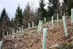 Baumpflanzaktion Bergwaldprojekt Werdohl 2015
